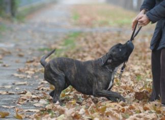 Cane corso 616 0 Cane corso